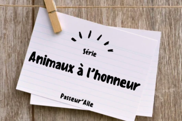 Retours de communications animales