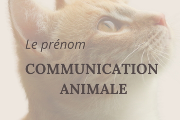 Retour de communication : Maya